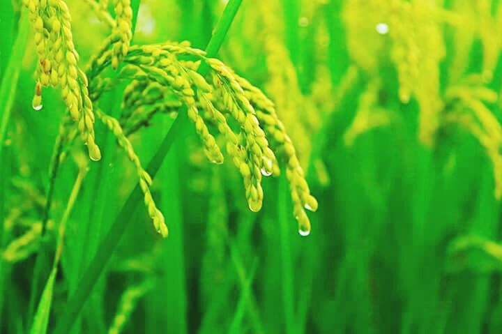 growth, green color, close-up, freshness, plant, nature, beauty in nature, drop, focus on foreground, fragility, leaf, selective focus, green, dew, water, grass, field, blade of grass, wet, growing