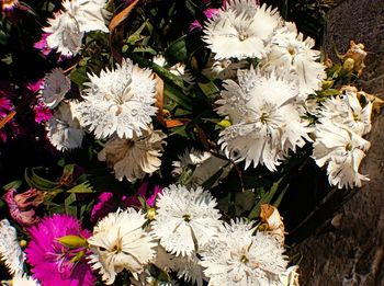 Close-up of white flowers