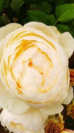 Close-up of white rose