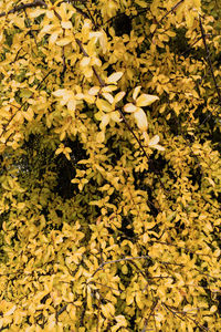 Full frame shot of yellow flowering plants