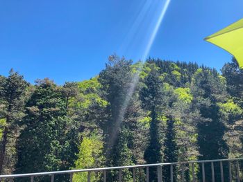 Low angle view of trees against clear sky