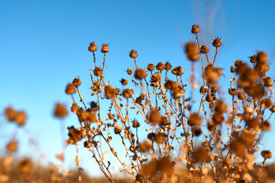 Dry plant against blue sky on a clear winter day outdoors close-up.