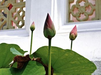 Close-up of lotus blooming outdoors