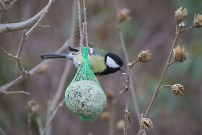 Close-up of bird perching on twig