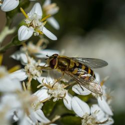 Close-up of bee pollinating flower