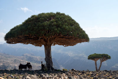 Socotra strange trees. dragon blood tree