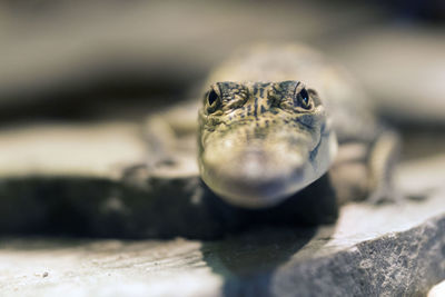 Close-up of turtle in water