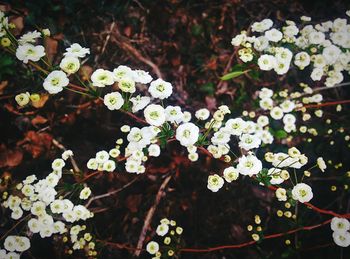 Close-up of flowers blooming outdoors