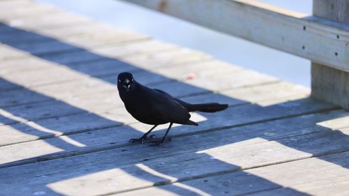 High angle view of bird perching on wood