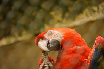 Close-up of parrot