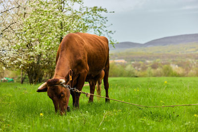 Horse grazing on field