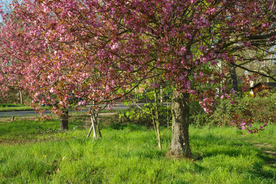 View of cherry blossom trees in field