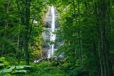 Scenic view of waterfall in forest