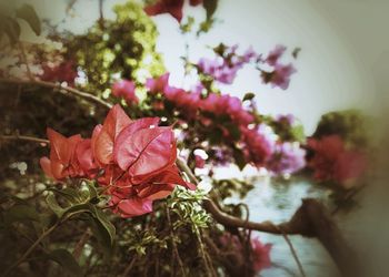 Close-up of bougainvillea on tree