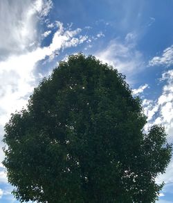 Low angle view of trees against sky on sunny day