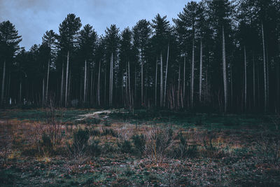 Trees growing in forest against sky