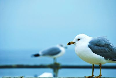 Close-up of seagull perching on shore against clear sky