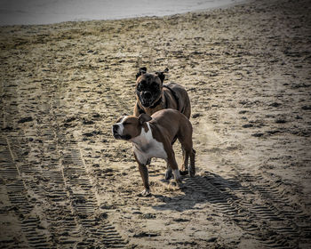 Dog standing on beach