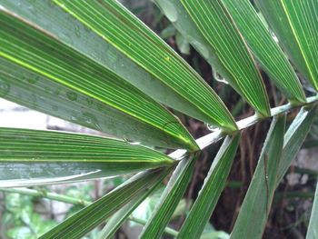 Close-up of plant