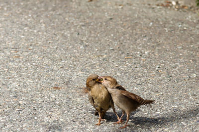 High angle view of birds on road