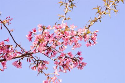 Low angle view of pink cherry blossoms in spring