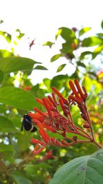 Close up of red flower