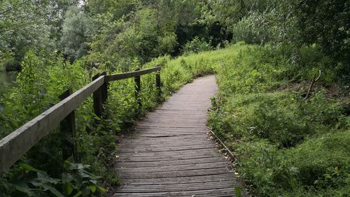 Wooden footbridge amidst trees in forest