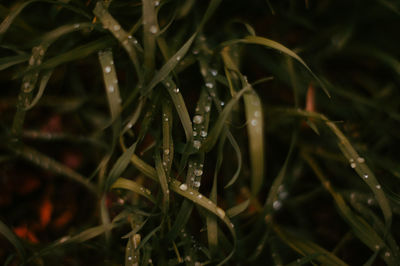 Close-up of wet plants
