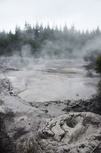 Trees in foggy weather