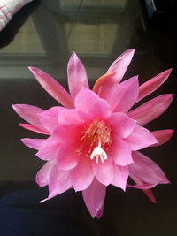 Close-up of pink flower