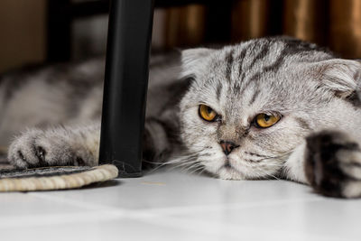 Close-up portrait of cat lying down