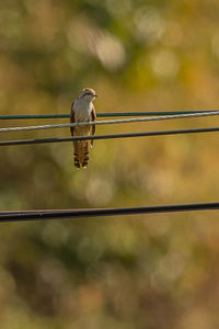 Close-up of bird perching on cable