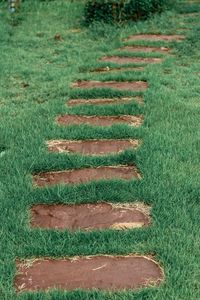 High angle view of grass growing on field