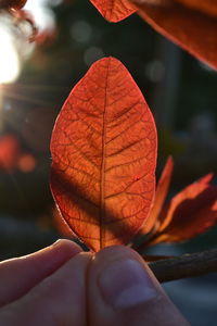 Cropped hand of person holding maple leaf