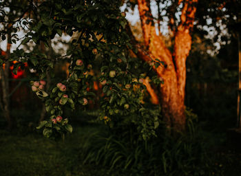 Close-up of flowering plants and trees in park