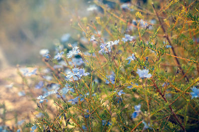 Close-up of flowering plant on field