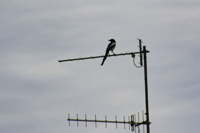 Low angle view of bird perching on pole against sky