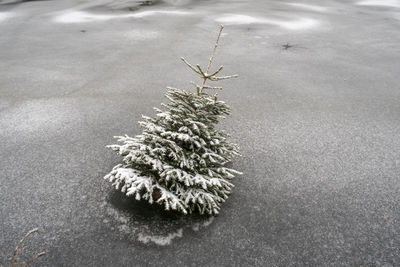 Close up of tree