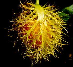 Close-up of plant against blurred background