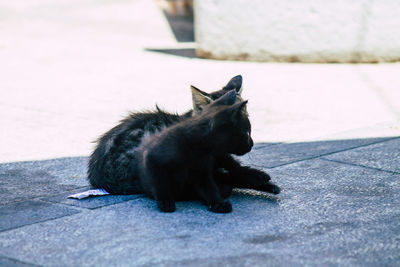 Cat sitting on a street