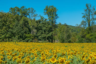 Scenic view of yellow flowering plants on field against sky