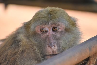 Close-up of monkey in monkey cave, chiang rai, thailand