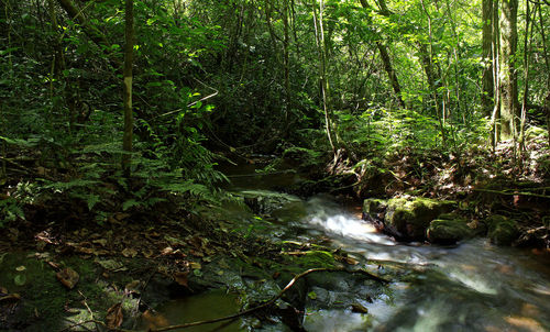 River flowing through forest