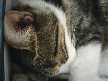 Close-up of cat sleeping