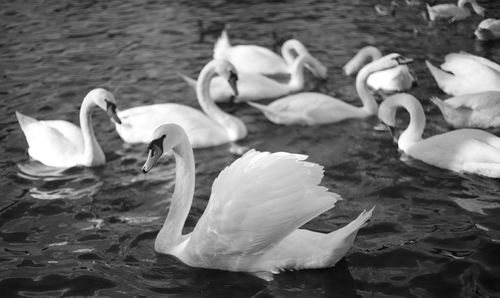 Close-up of swans swimming in lake