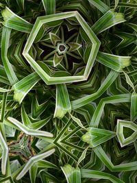 Full frame shot of fresh green plants