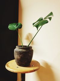 Close-up of potted plant on table