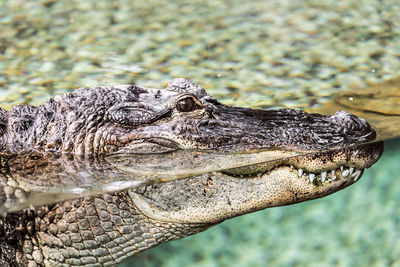 Close-up of crocodile in water