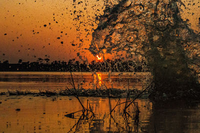 Reflection of trees on water at sunset