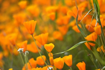 Close-up of yellow flowering plant on field